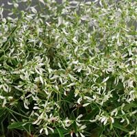 Euphorbia: Glitz