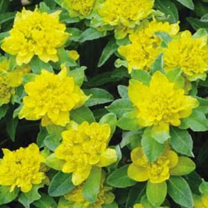 Euphorbia: Polychroma (Cushion Spurge)