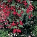 Fuchsia: Marinka
