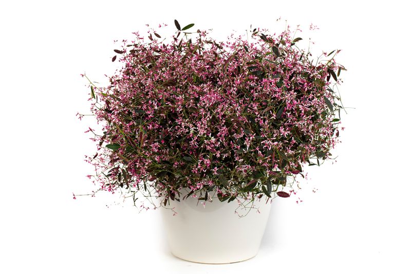 Euphorbia - Starblast: Pink