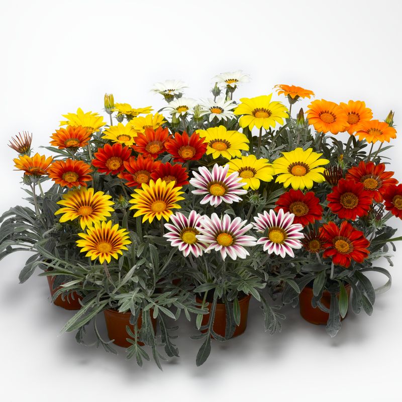 Gazania: Big Kiss Mix
