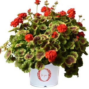 Geranium - Brocade: Fire