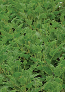 Geranium - Citronella