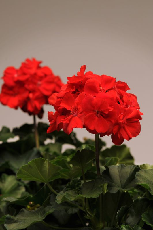 Geranium - Presto: Brilliant Red