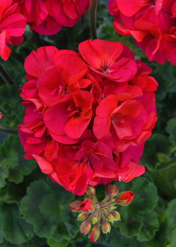 Geranium - Presto: Fuchsia