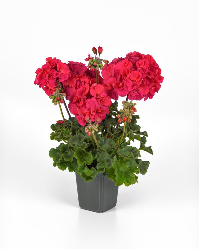 Geranium - Presto: Fuchsia