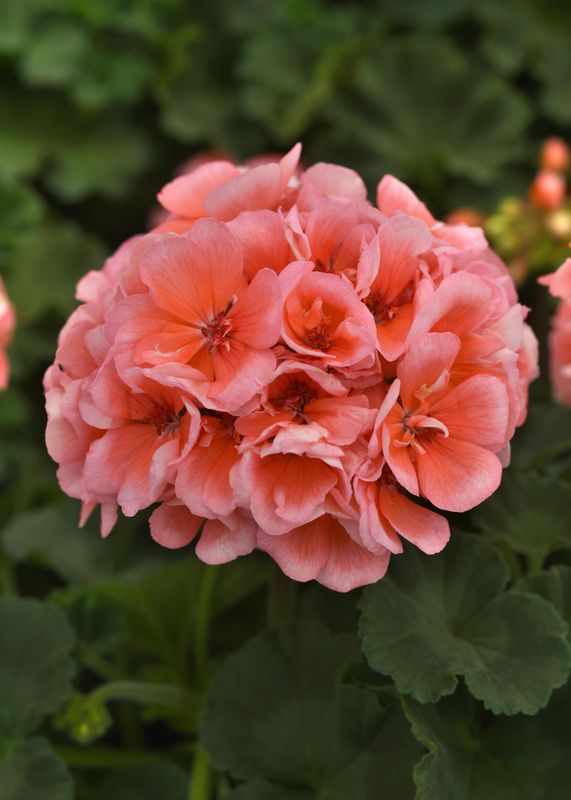 Geranium - Presto: Salmon