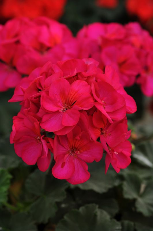 Geranium - Presto: Violet