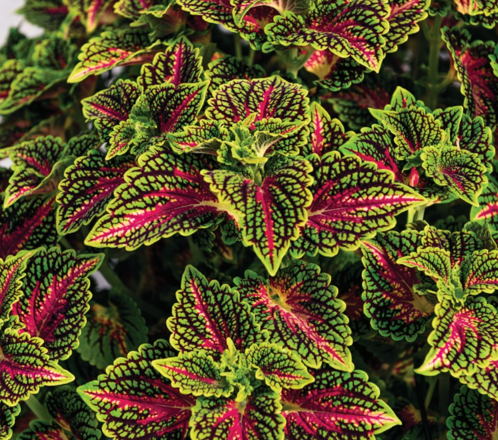 Coleus - Main Street: La Rambla