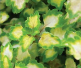 Coleus - Great Falls: Yosemite Coleus - Great Falls: Yosemite