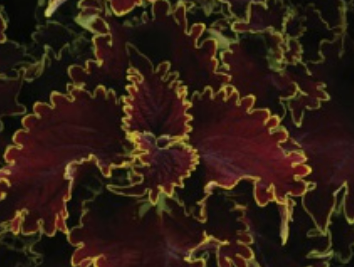 Coleus - Main Street: Portage Avenue