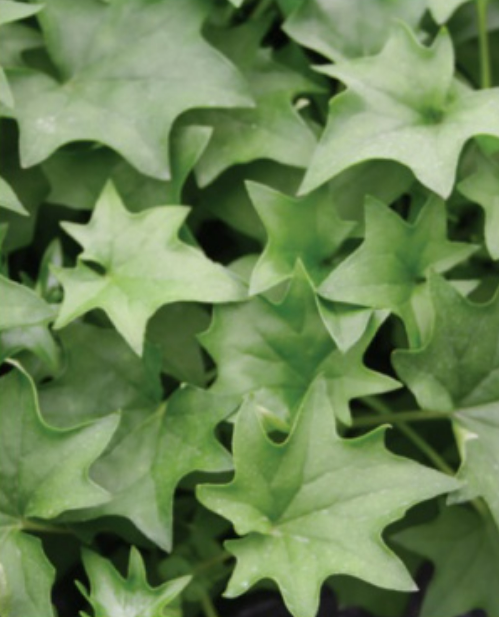 German Ivy