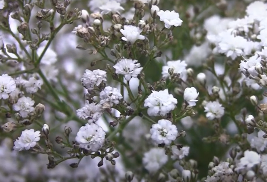 Gypsophila: Double Snowflake (Babies Breath) Gypsophila: Double Snowflake (Babies Breath)