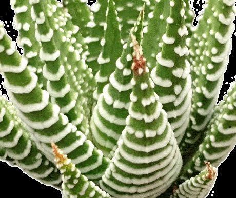 Haworthia: Fasciata