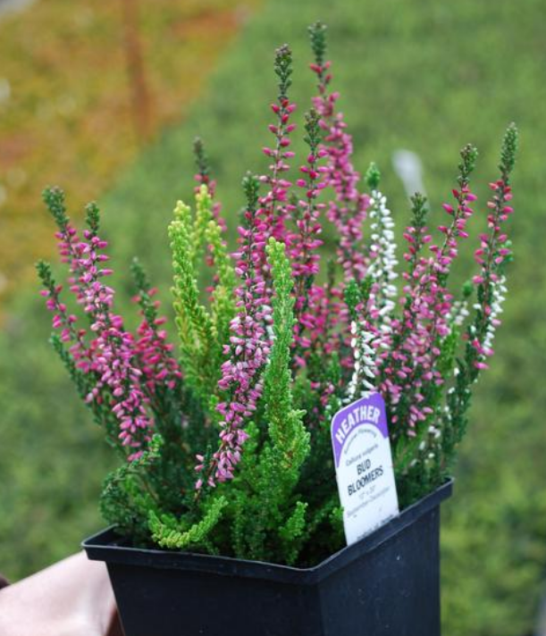 Heather - Calluna Vulgaris: Assorted