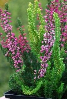 Heather - Calluna Vulgaris: Assorted Heather - Calluna Vulgaris: Assorted