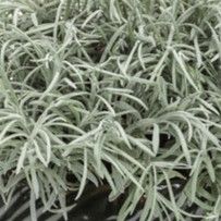 Helichrysum: Icicles (Licorice Plant) Helichrysum: Icicles (Licorice Plant)