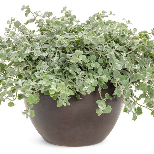 Helichrysum: Silver (Licorice Plant)