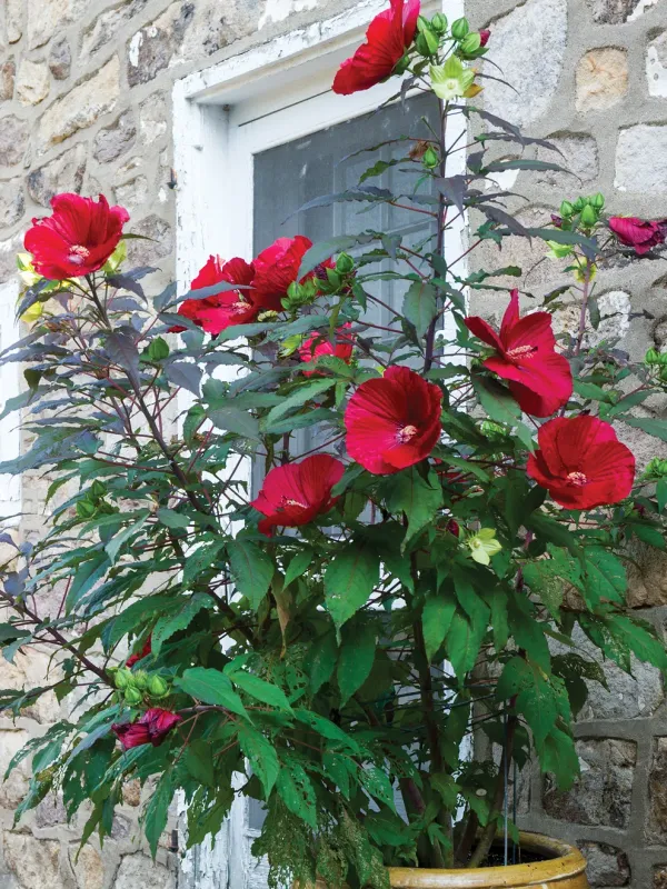 Hibiscus: Midnight Marvel