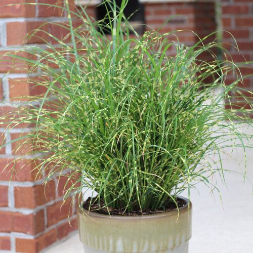 Zebra Japanese Silver Grass