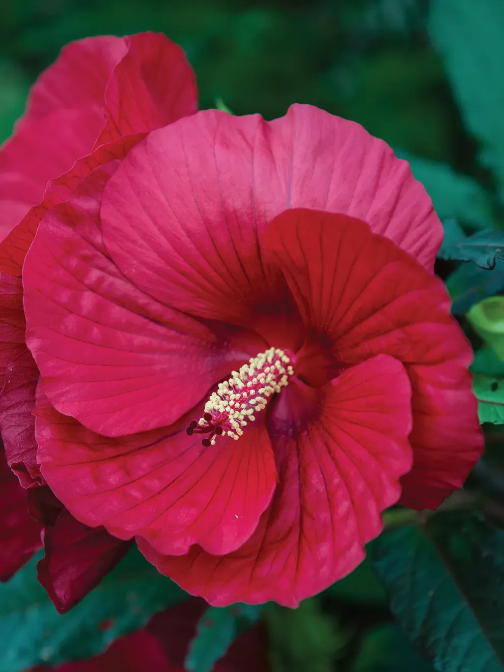 Hibiscus: Midnight Marvel