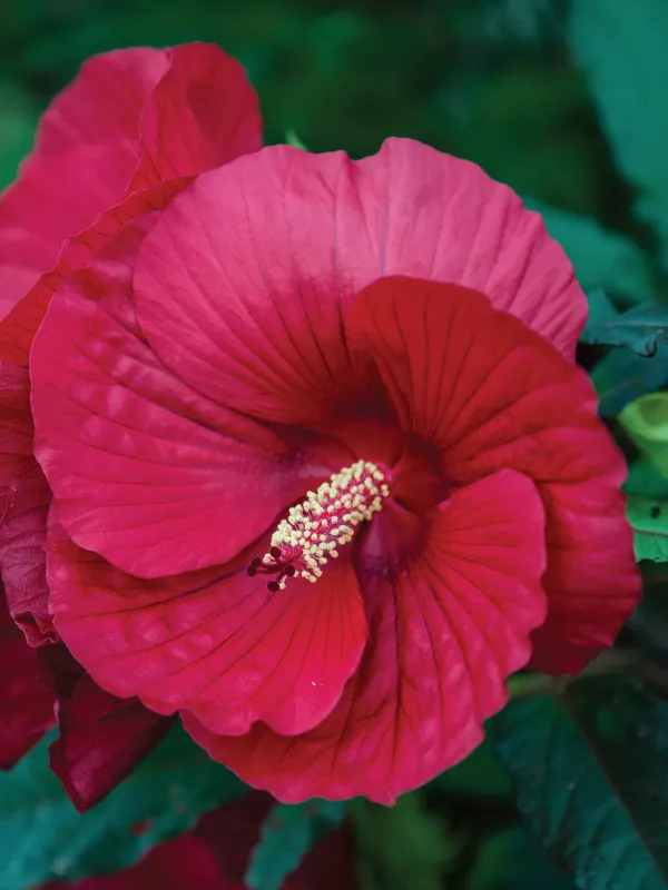 Hibiscus: Midnight Marvel