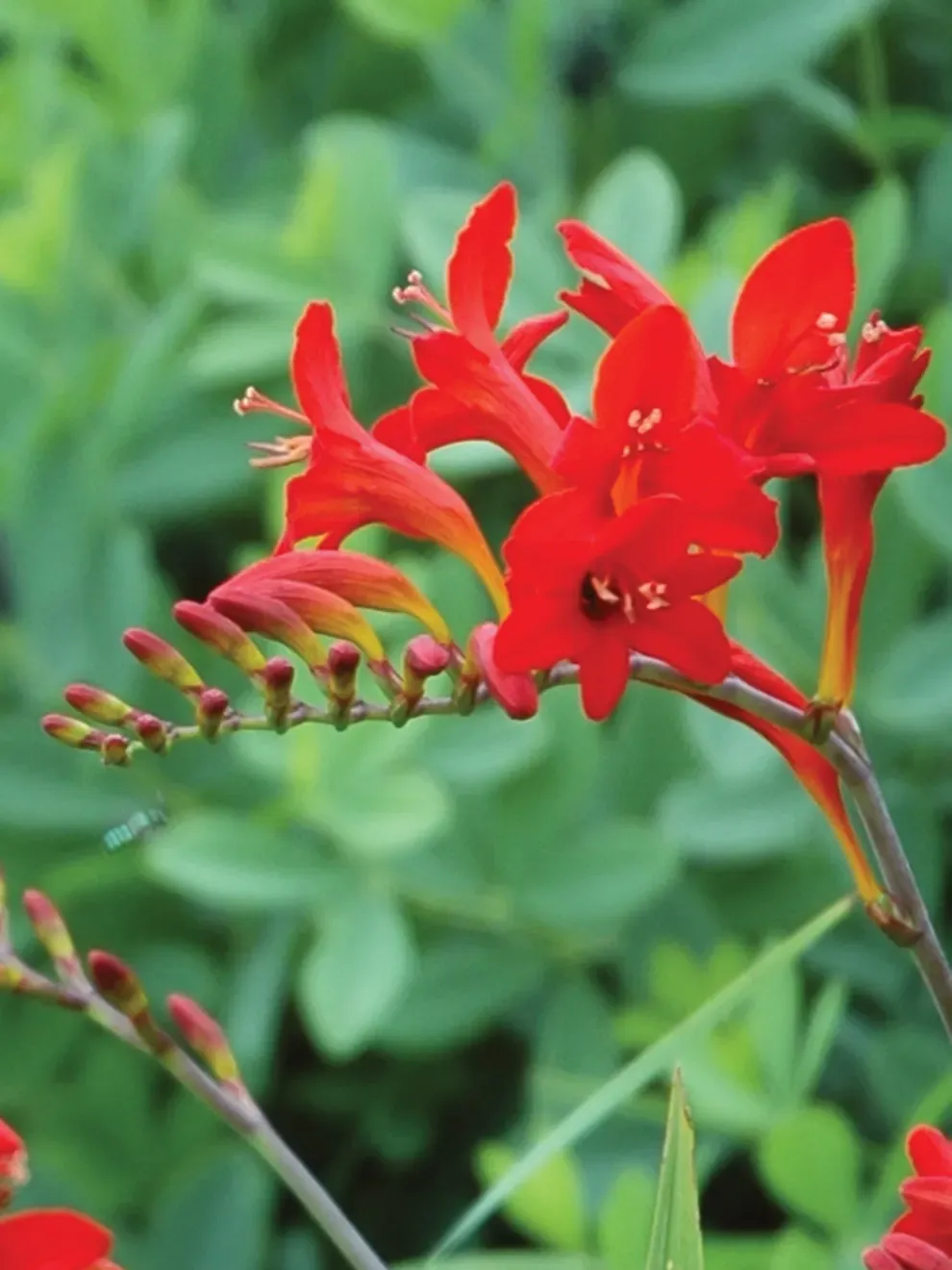 Crocosmia: Lucifer