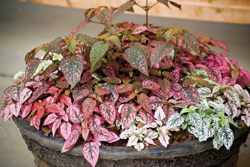 Hypoestes - Splash Select: Mix (Polka Dot Plant)