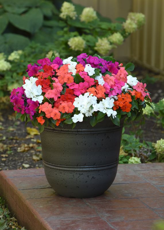 Impatiens - Beacon: Mix