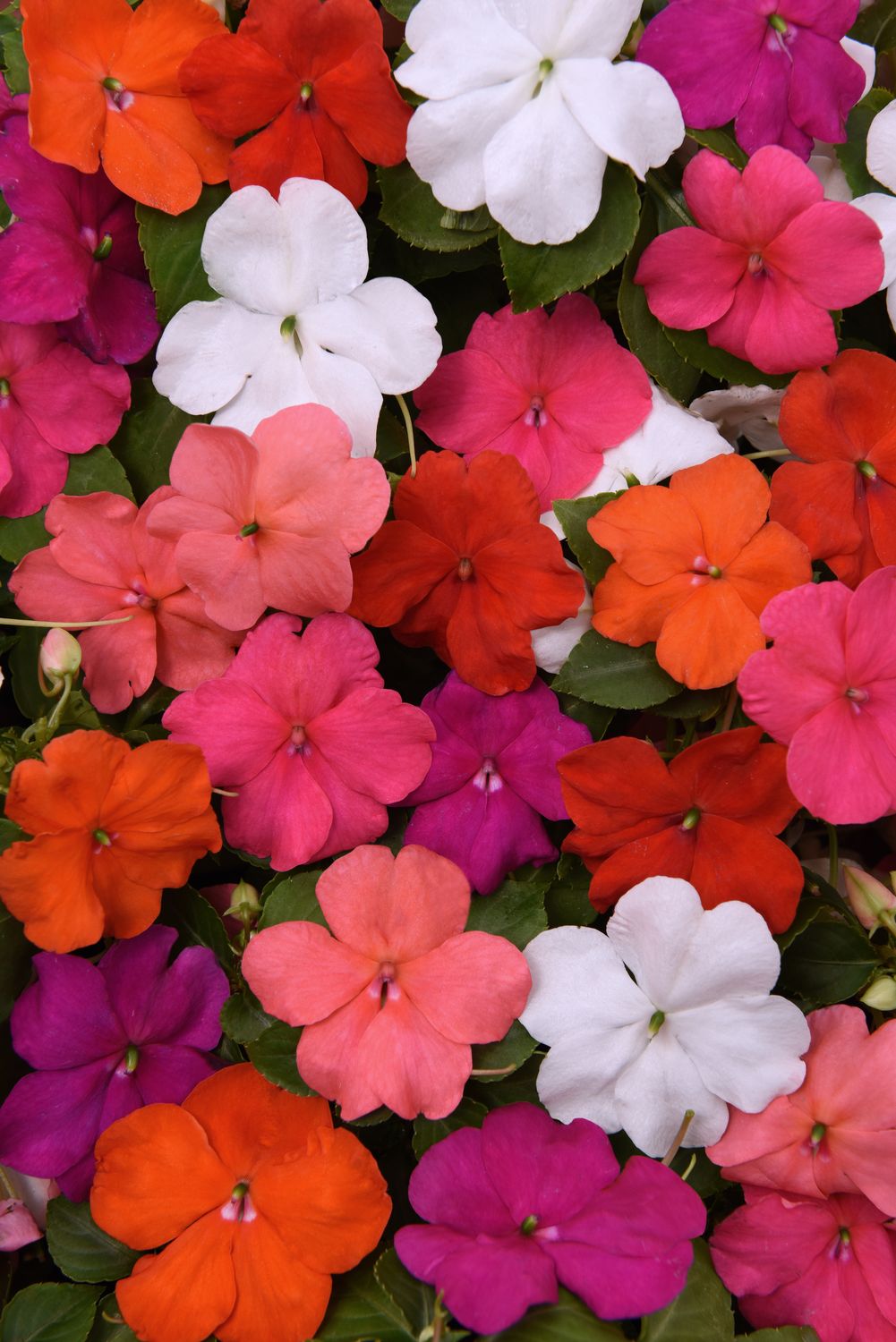 Impatiens - Beacon: Mix