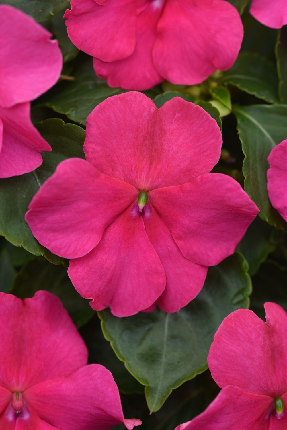 Impatiens - Beacon: Rose