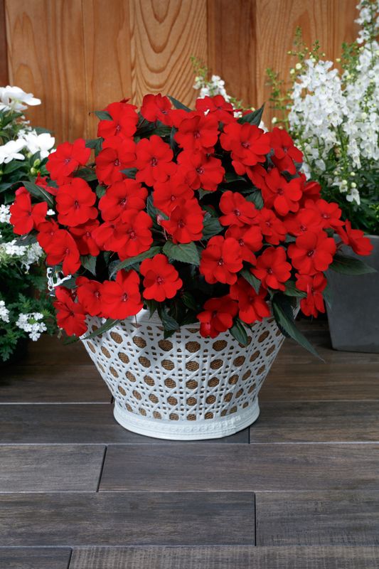 Impatiens - Sunpatiens: Compact Deep Red