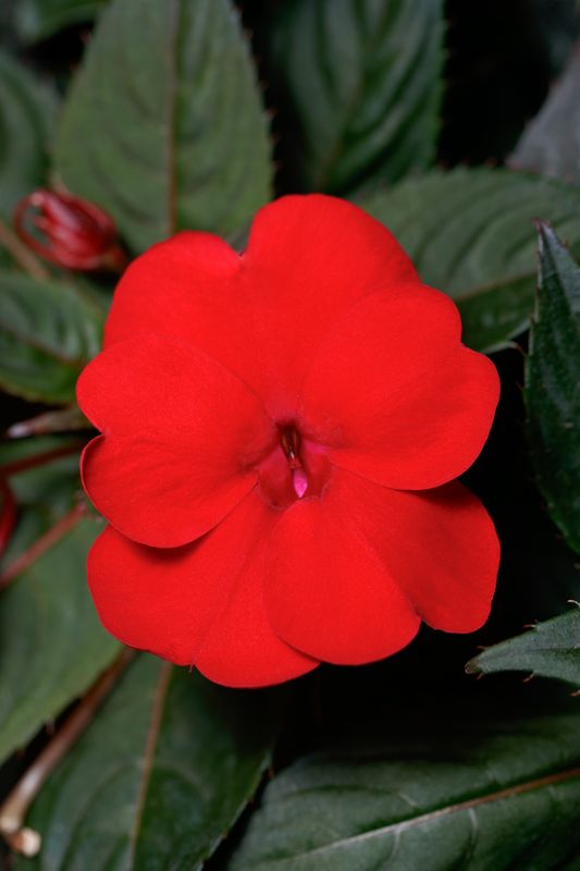 Impatiens - Sunpatiens: Compact Deep Red Impatiens - Sunpatiens: Compact Deep Red