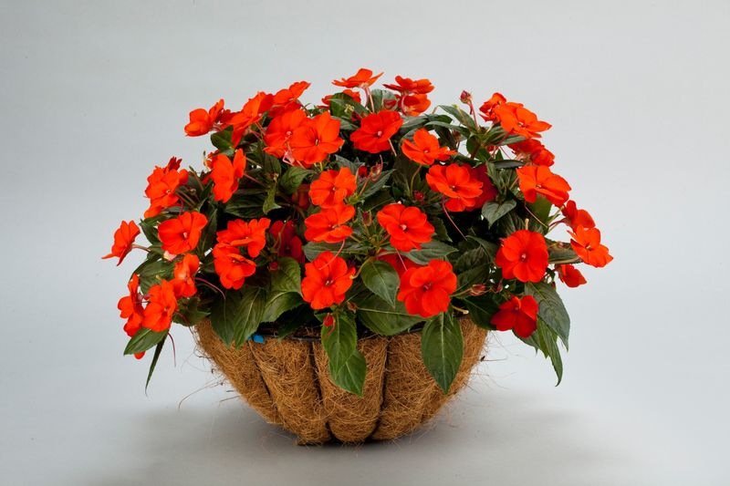 Impatiens - Sunpatiens: Compact Electric Orange