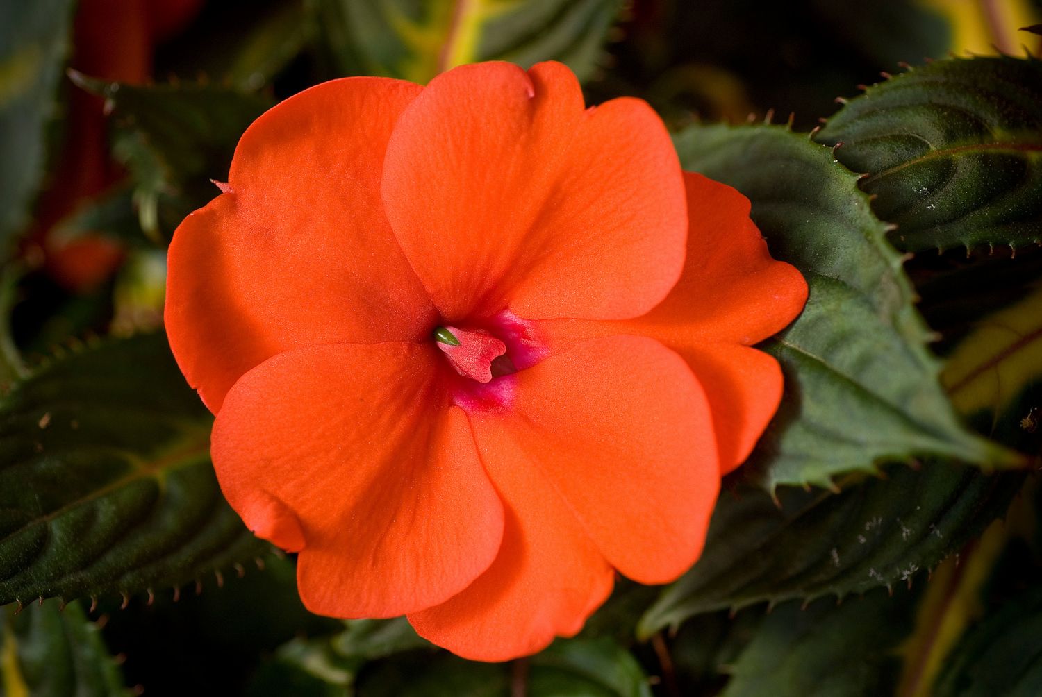 Impatiens - Sunpatiens: Compact Orange