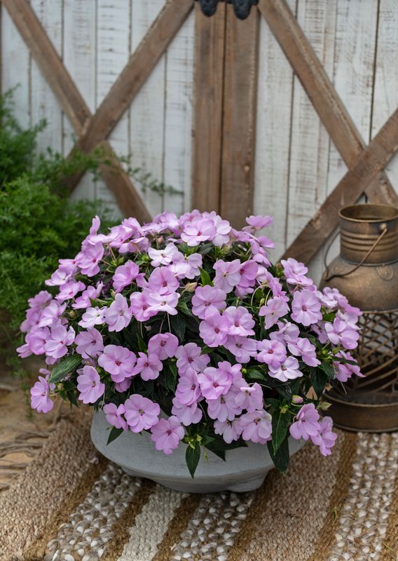 Impatiens - Sunpatiens: Compact Orchid Blush