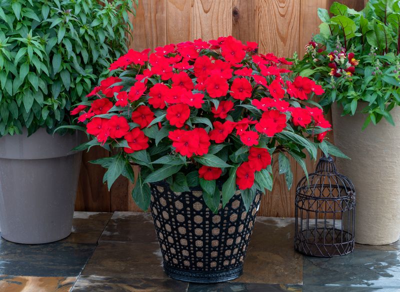 Impatiens - Sunpatiens: Compact Red