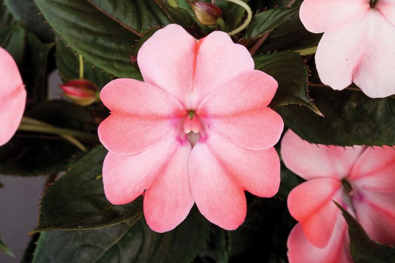 Impatiens - Sunpatiens: Compact Pink Blush