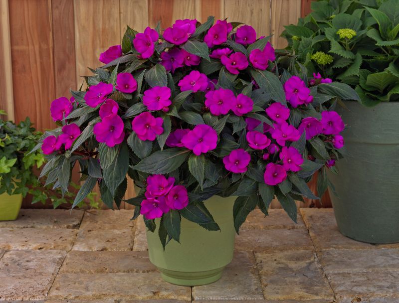 Impatiens - Sunpatiens: Compact Purple