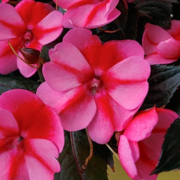 Impatiens - Sunpatiens: Compact Red Candy