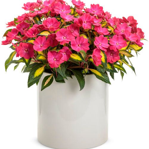 Impatiens - Sunpatiens: Compact Tropical Rose