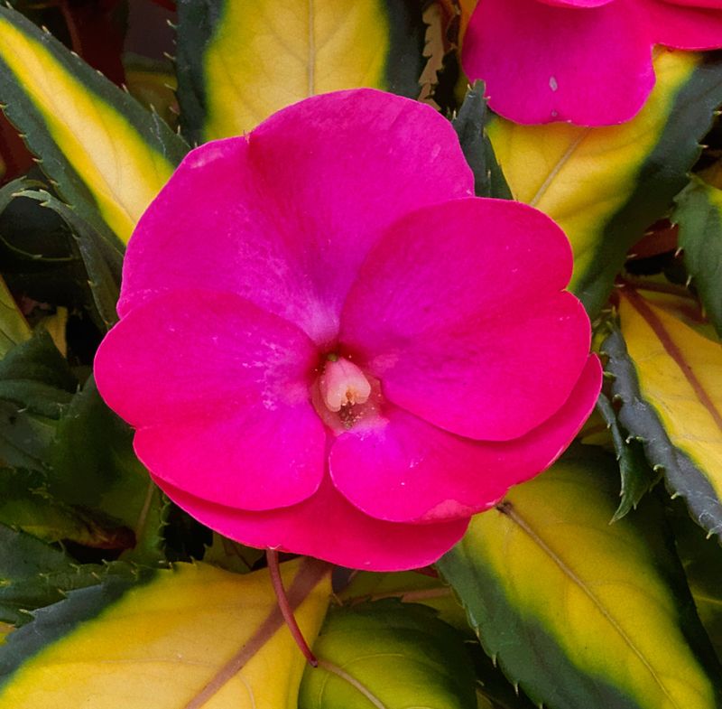 Impatiens - Sunpatiens: Compact Tropical Rose