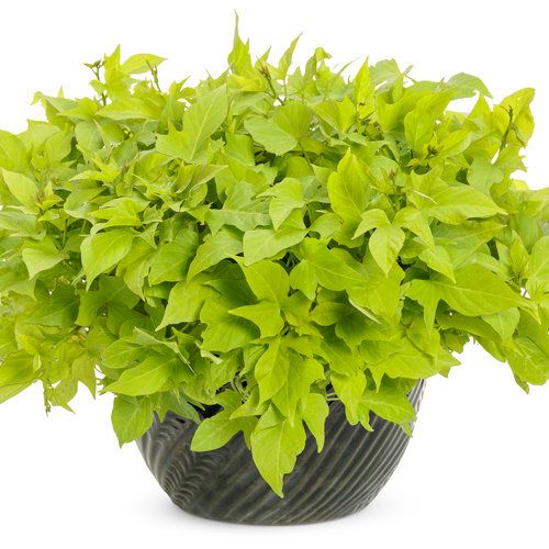 Ipomoea - Bright Ideas: Lime