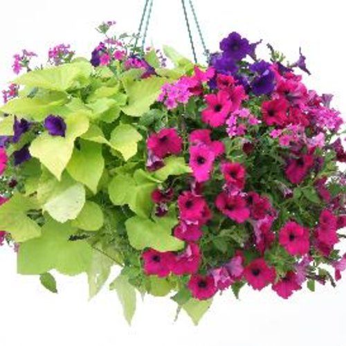 Ipomoea: Compact Margie