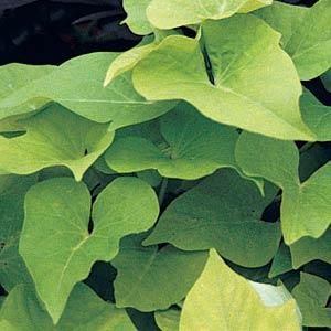 Ipomoea - Marguerite