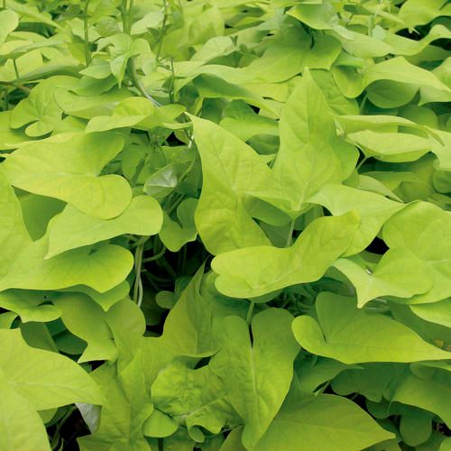 Ipomoea: Compact Margie