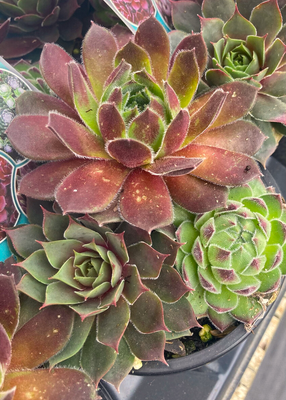 Sempervivums