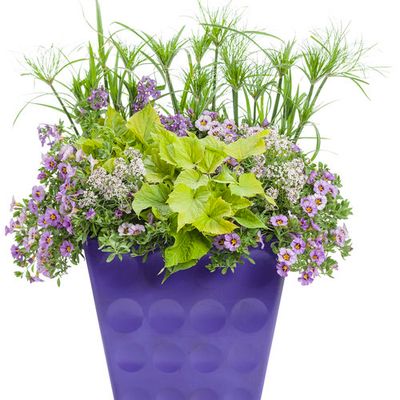 Ipomoea - Sweet Caroline: Bewitched Green with Envy