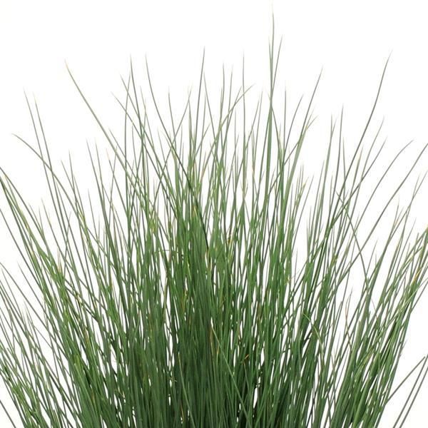 Juncus - Blue Arrow