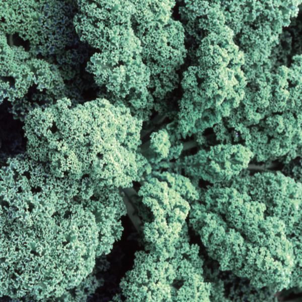 Kale: Blue Ridge